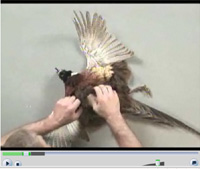 Mounting a flying pheasant part 3